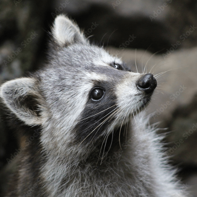 アライグマイメージ