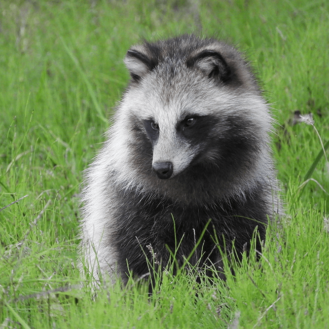 タヌキイメージ